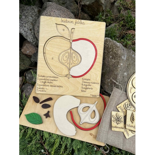 Drewniana układanka – Budowa jabłka